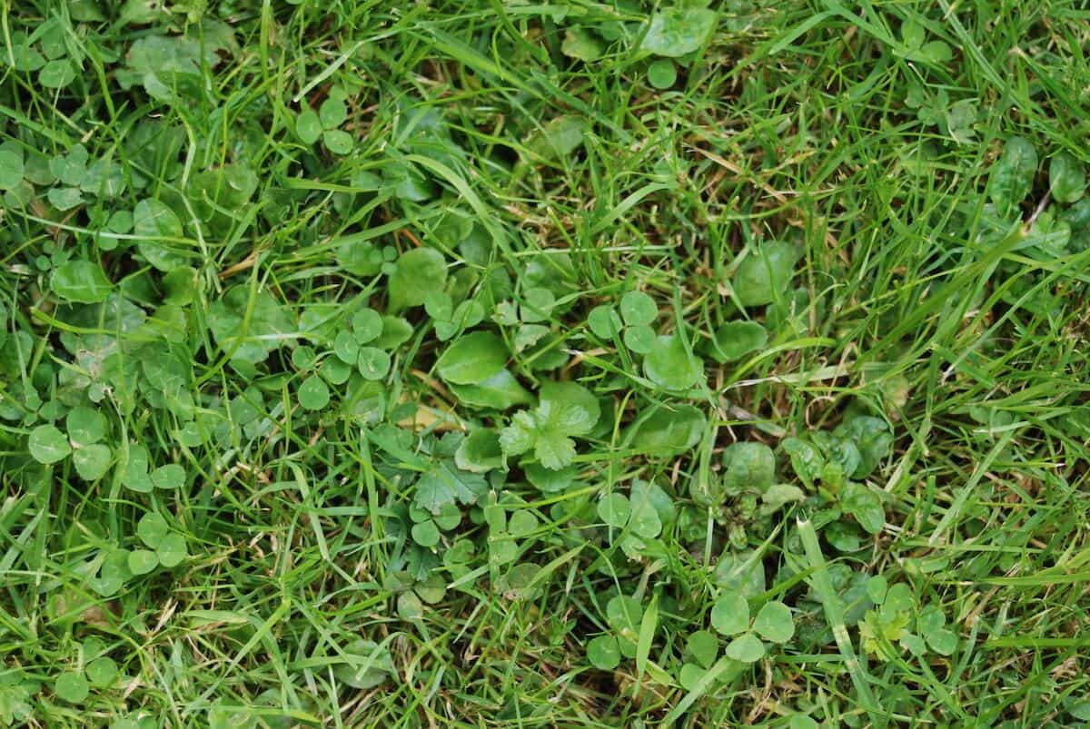 Common-Weed-Series-–-All-about-Clover-Weeds